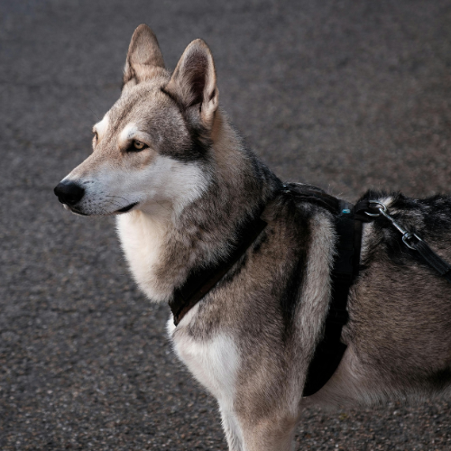 Collars, Leashes & Harnesses