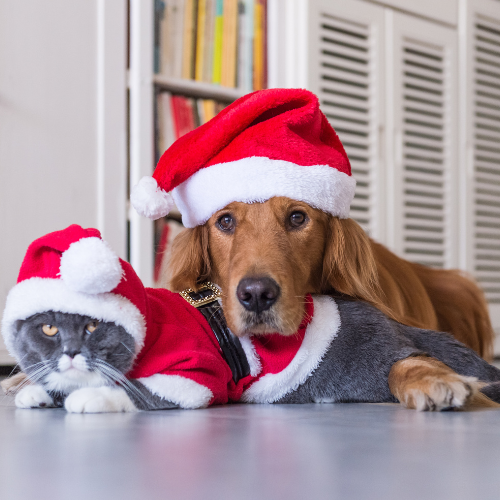 Apparel & Accessories